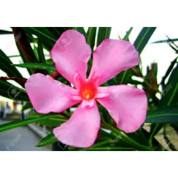 Fresh Arali Flowers arali-flowers-09-9223391-70367.webp