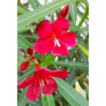 Fresh Arali Flowers arali-flowers-10-2192723-68219.webp