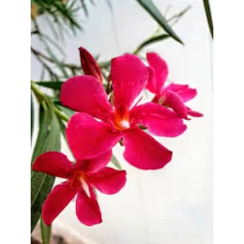 A.p. Flower Mart Arali Flowers arali-flowers-10-6292712-60902.webp