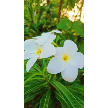 Fresh Arali Flowers arali-flowers-11-2947885-24279.webp
