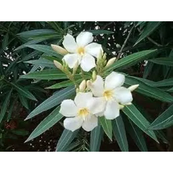 Rare Arali Flowers arali-flowers-13-4986820-80831.webp