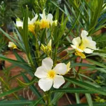 Arali Flowers arali-flowers-14-9442113-60023.webp