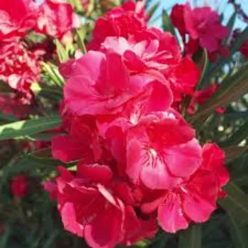 Natural Arali Flowers arali-flowers-15-8708010-39387.webp
