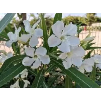 Arali Flowers arali-flowers-16-8360217-70430.webp
