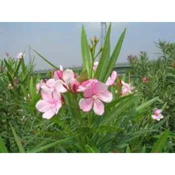 Organic Arali Flowers arali-flowers-17-9861606-82120.webp