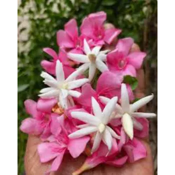 Natural Arali Flowers arali-flowers-19-7127225-25881.webp
