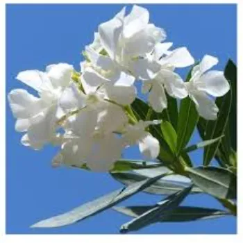 Common Arali Flowers arali-flowers-20-4431013-62834.webp