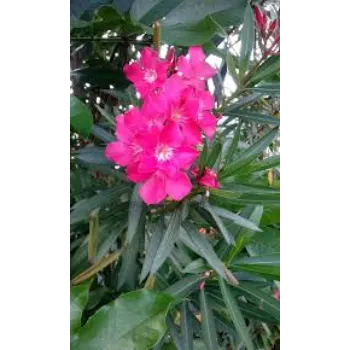 Arali Flowers arali-flowers-22-9911321-61664.webp