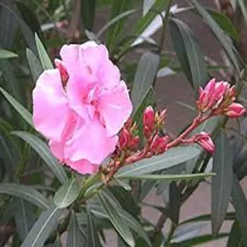 Natural Arali Flowers arali-flowers-23-1409950-82703.webp