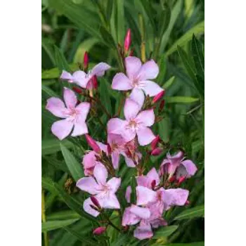 Natural Arali Flowers arali-flowers-25-1076451-83352.webp