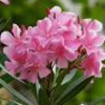 Fresh Arali Flowers arali-flowers-27-5592689-19660.webp