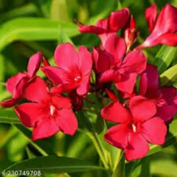 Common Arali Flowers arali-flowers-29-5915017-99448.webp