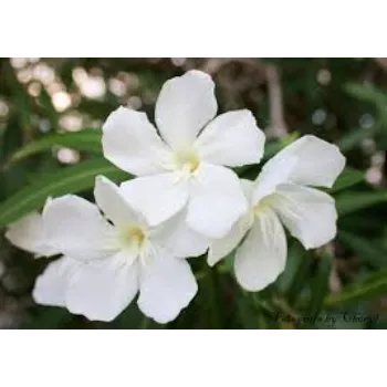 Fresh Arali Flowers arali-flowers-30-9829037-15611.webp