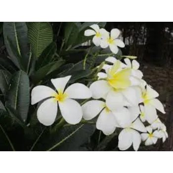 Natural Arali Flowers arali-flowers-32-4843398-51238.webp