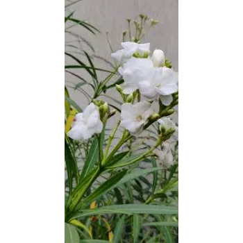 Natural Arali Flowers arali-flowers-33-5988638-1841.webp