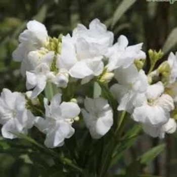 Organic Arali Flowers arali-flowers-34-5459943-36856.webp