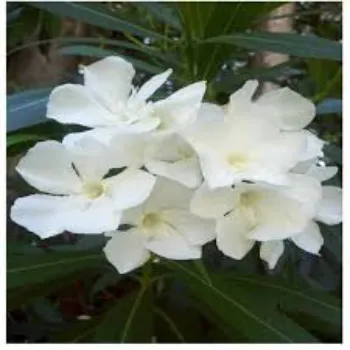 Common Arali Flowers arali-flowers-35-155362-44597.webp