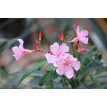 Arali Flowers arali-flowers-36-5937373-80473.webp