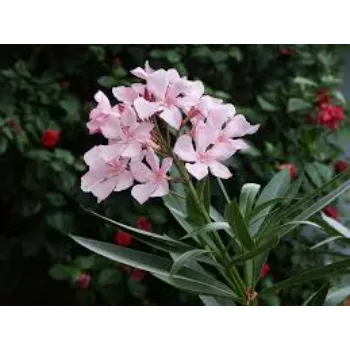 Fresh Arali Flowers arali-flowers-37-5669700-72836.webp
