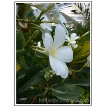 Organic Arali Flowers arali-flowers-39-3826295-39231.webp