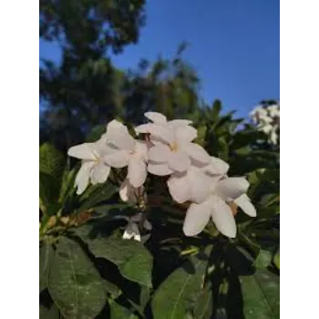 Fresh Arali Flowers arali-flowers-41-5080500-45692.webp