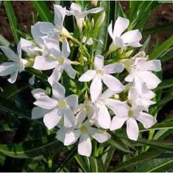 Natural Arali Flowers arali-flowers-42-5608786-30731.webp