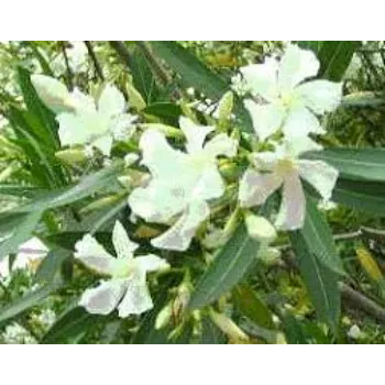 Fresh Arali Flowers arali-flowers-44-2126944-64416.webp