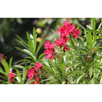 Arali Flowers arali-flowers-45-5977127-58191.webp