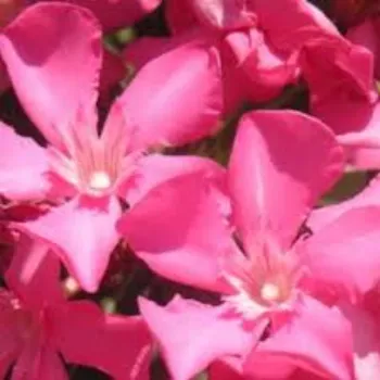 Arali Flowers arali-flowers-48-9865806-6892.webp