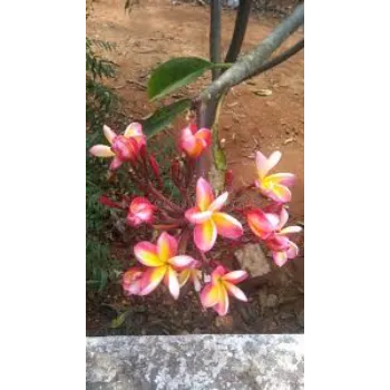 Fresh Arali Flowers arali-flowers-49-9335232-83632.webp