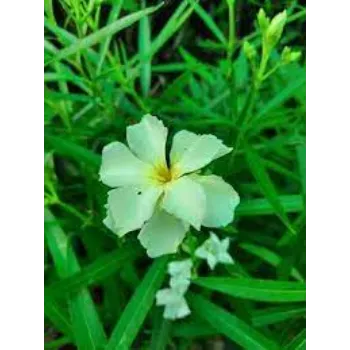 Fresh Arali Flowers arali-flowers-51-6080569-94466.webp