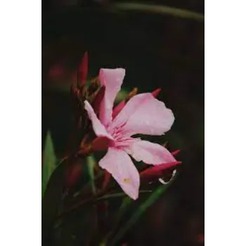 Common Arali Flowers arali-flowers-52-6286496-85375.webp
