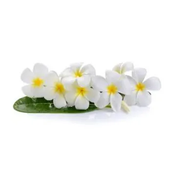 Arali Flowers arali-flowers-53-5201448-51174.webp