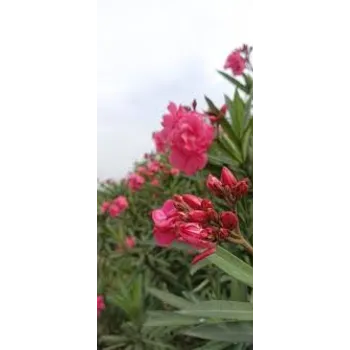Fresh Arali Flowers arali-flowers-6-1730218-41170.webp