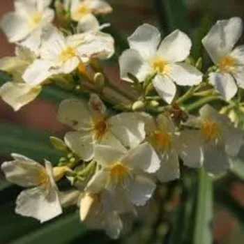 Arali Flowers arali-flowers-60-9016959-64902.webp