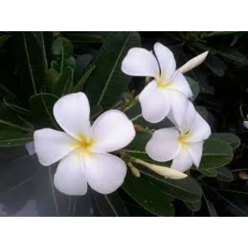 Organic Arali Flowers arali-flowers-62-9184428-29639.webp