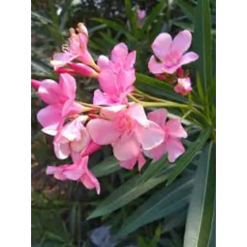 Fresh Arali Flowers arali-flowers1-307282-69581.webp