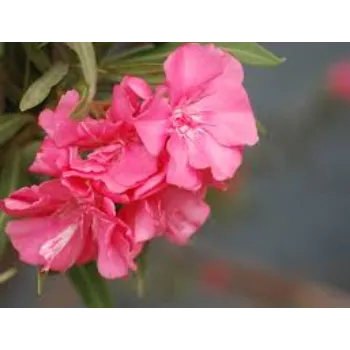Arali Flowers arali-flowers1-6999847-15692.webp