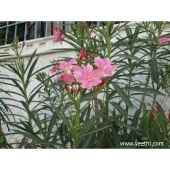 Organic Arali Flowers arali-flowers12-2378811-51260.webp