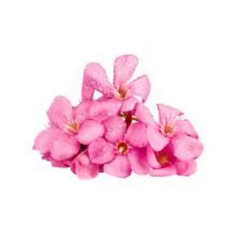 Natural Arali Flowers arali-flowers16-5686275-39004.webp