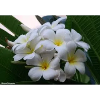 Organic Arali Flowers arali-flowers17-7917959-75314.webp