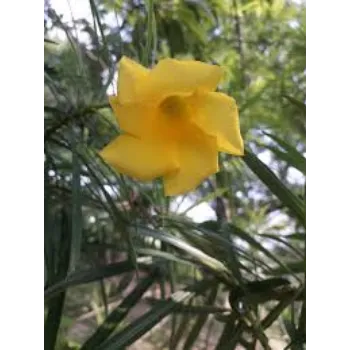 Natural Arali Flowers arali-flowers19-2781650-45802.webp