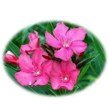 Arali Flower arali-flowers2-942444-74234.webp