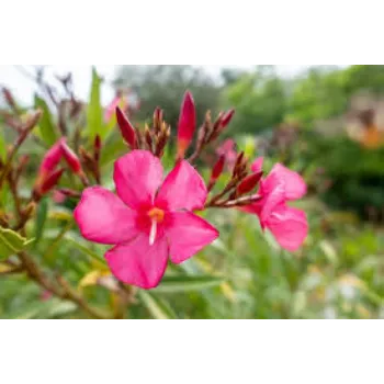 Fresh Arali Flower arali-fool1-991820-57936.webp