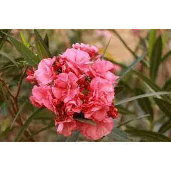 Natural Fresh Arali Flower arali-fool11-6373732-2327.webp