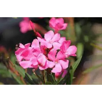 Organic Arali Flowers arali-fool12-1861524-70284.webp
