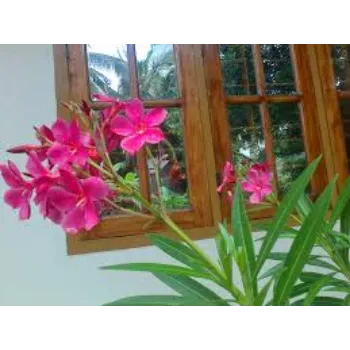 Organic Arali Flowers arali-fool2-8999972-54398.webp