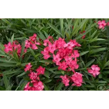 Natural Arali Flowers arali-fool3-912382-58997.webp