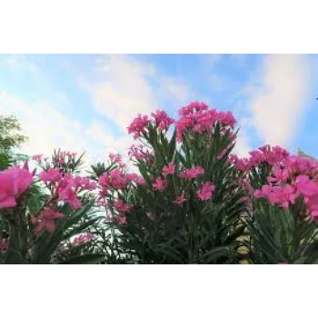 Organic Arali Flower arali-fool4-3179093-35523.webp