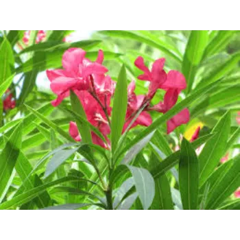 Fresh Arali Flower arali-fool5-2236652-25736.webp